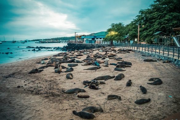 ecuador san cristobal galapagos wreckbay sealions backpacker backpacking travel