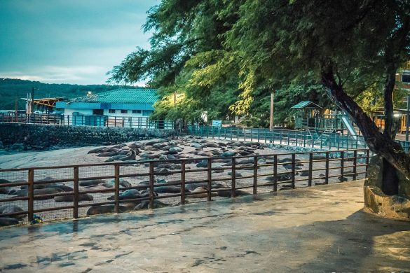 ecuador san cristobal galapagos wreckbay sealions backpacker backpacking travel