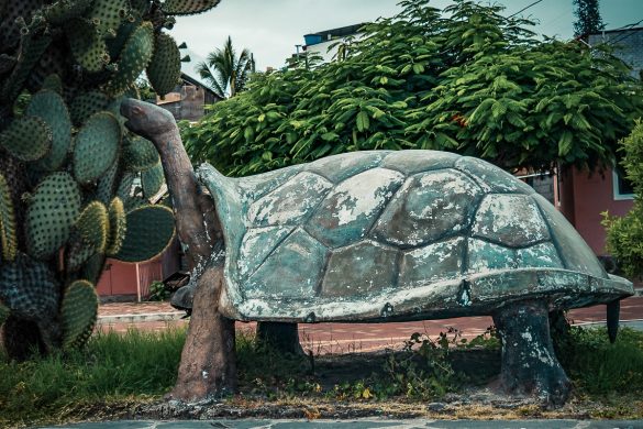 ecuador san cristobal galapagos wreckbay turtle backpacker backpacking travel