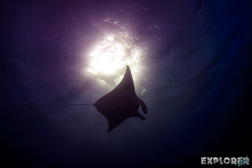 Indonesia Komodo Manta Ray Scuba Diving ExplorerVibes Backpacking Travel