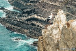 Portugal Algarve Cabo Sardao Stork ExplorerVibes Backpacking Backpacker Travel