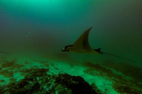 Indonesia Nusa Penida Manta Rays Dive Spot 2