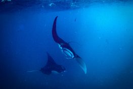 Indonesia Nusa Penida Manta Rays Dive Spot