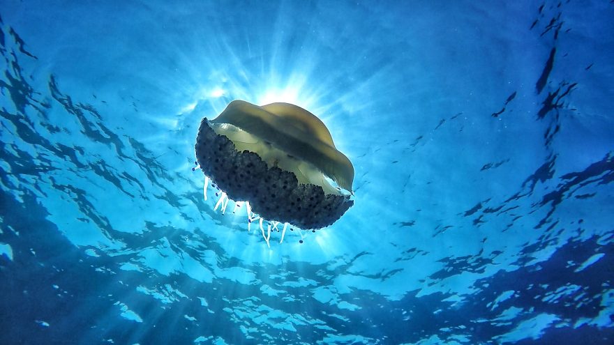 Malta Um El Faroud Scuba Diving Site Jellyfish